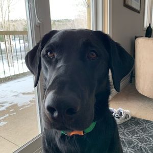 Meet your Posher, Shelly